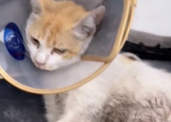 T1601009 No one was there, only pain and silence.