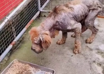 T1601010 Shivering in the cold, waiting for a hand to stop.