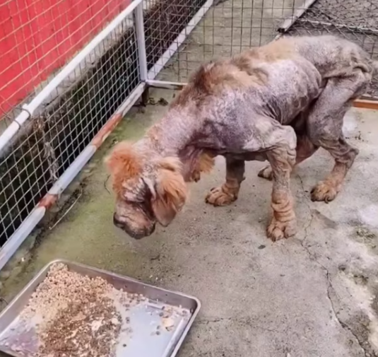 T1601010 Shivering in the cold, waiting for a hand to stop.