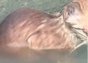 T0201018 Stuck, terrified, and screaming nonstop.