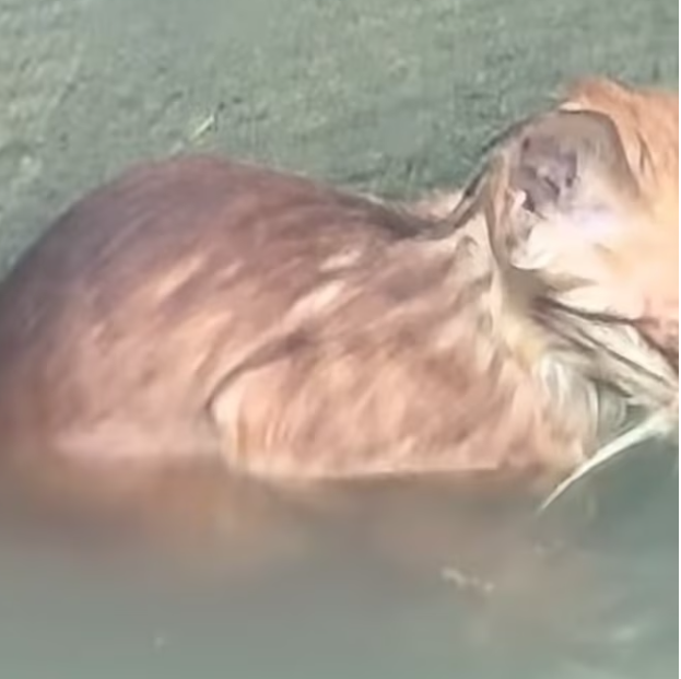 T0201018 Stuck, terrified, and screaming nonstop.