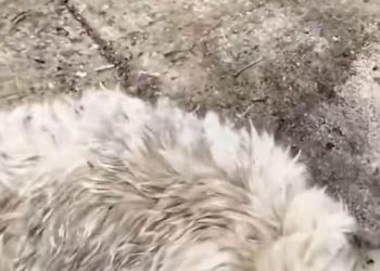 T1601011 Some fragile lives are forgotten far too easily.