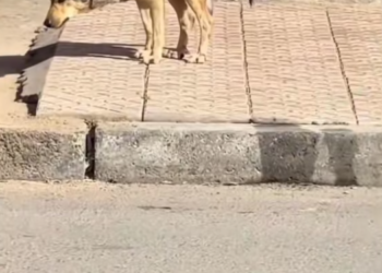 T1601012 Not because it was weak… but because the world was cruel.