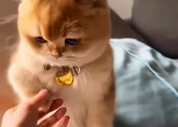 T1601013 It didn’t understand what happened, only that it hurt.