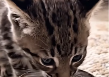 T1601014 A tiny life trapped in human indifference.