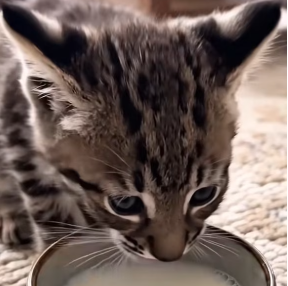 T1601014 A tiny life trapped in human indifference.