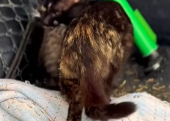 T1601015 Every heavy breath was a fight to stay alive.