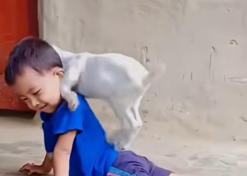 T1601016 It didn’t cry loudly, only whimpered in despair.