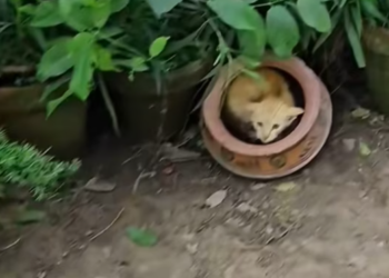 T1601017 The body was exhausted, but the eyes still hoped.