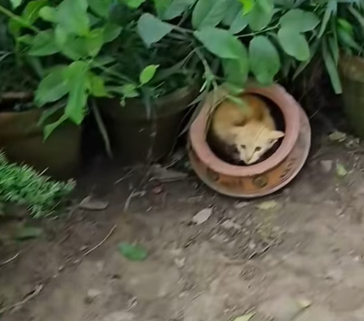 T1601017 The body was exhausted, but the eyes still hoped.