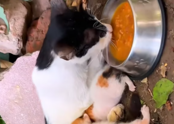 T1601018 In fear, it still waited for a miracle.