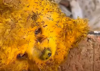 T1601019 No miracle needed, just a little kindness.