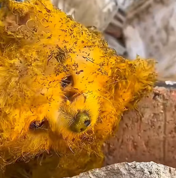 T1601019 No miracle needed, just a little kindness.