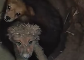 T0201019 The world passed by while he cried.