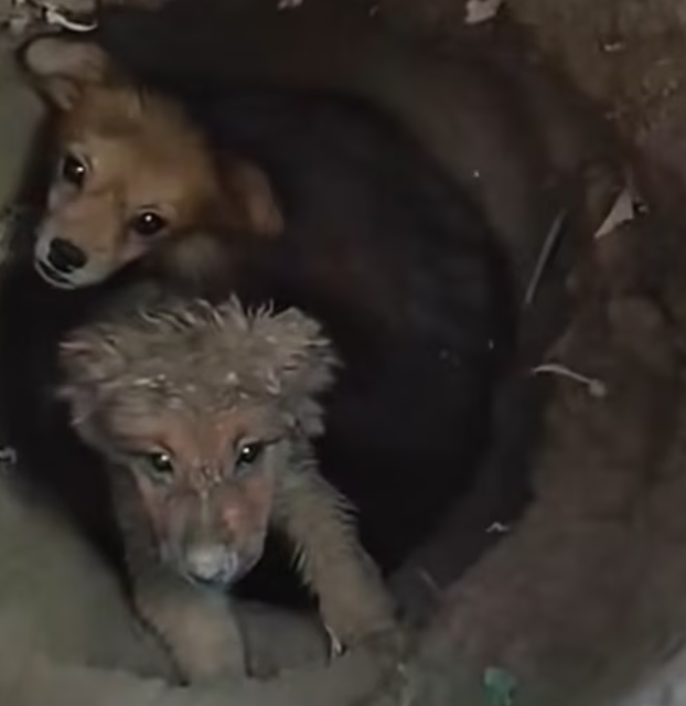 T0201019 The world passed by while he cried.