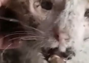 T1601021 It curled up, as if trying to disappear.