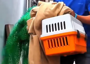 T1601022 Shaking, dirty, wounded… but still alive.