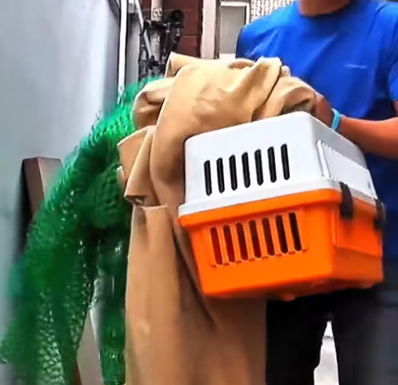 T1601022 Shaking, dirty, wounded… but still alive.