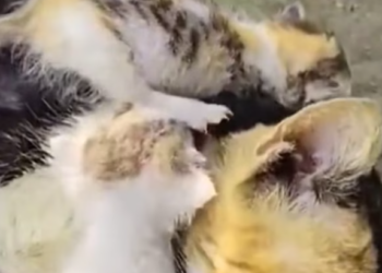 T1601023 A life left behind without anyone noticing.