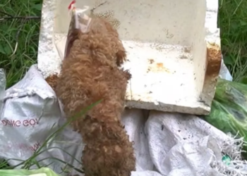 T1601024 It didn’t resist, it simply endured.