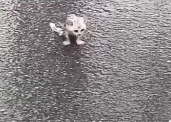 T1601026 At its weakest moment, it still hoped for rescue.