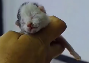 T1601027 Not every life is born protected.