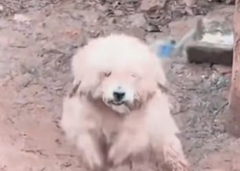 T1601028 It flinched at every sound.