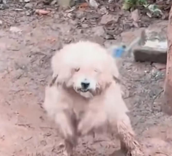 T1601028 It flinched at every sound.