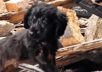 T1601029 Pain made it shrink into itself.