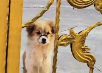 T1601030 Behind the silence was a cry no one heard.