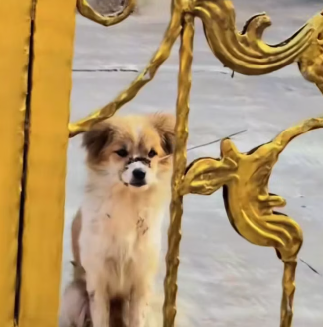 T1601030 Behind the silence was a cry no one heard.