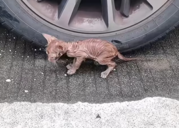 T0201020 His body trembled, his voice begged.