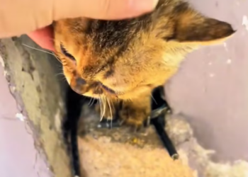 T1601031 It waited… not knowing if anyone would come.