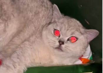 T1601032 Some lives only need to be seen in time.