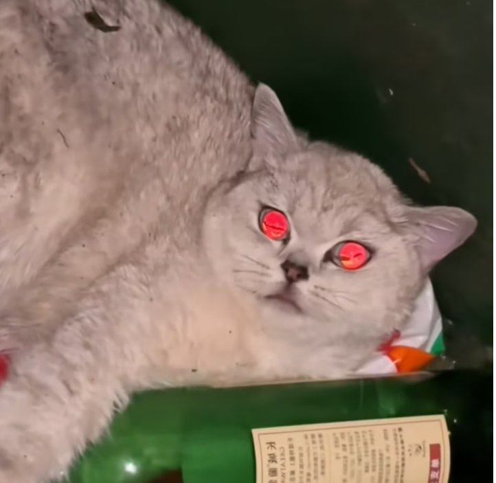 T1601032 Some lives only need to be seen in time.