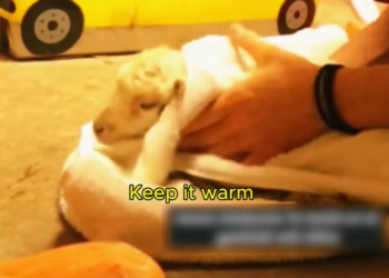 T1601033 Tired legs dragged a body full of fear.