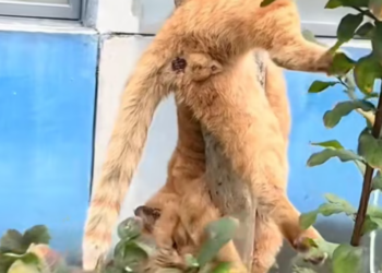 T1601034 It never understood why it was left behind.