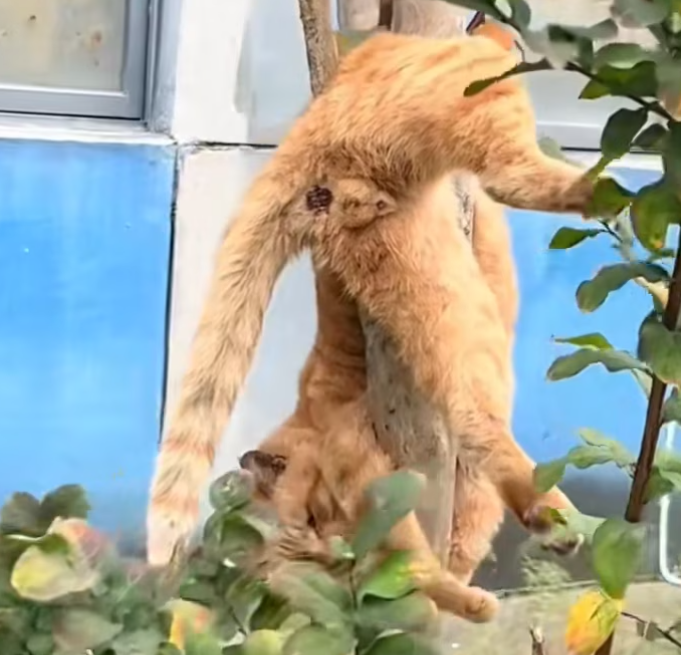 T1601034 It never understood why it was left behind.