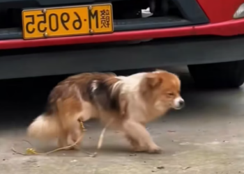 T1601036 Fear was bigger than pain in those eyes.