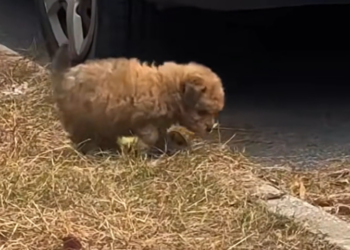 T1601037 It trembled not from weakness, but from terror.