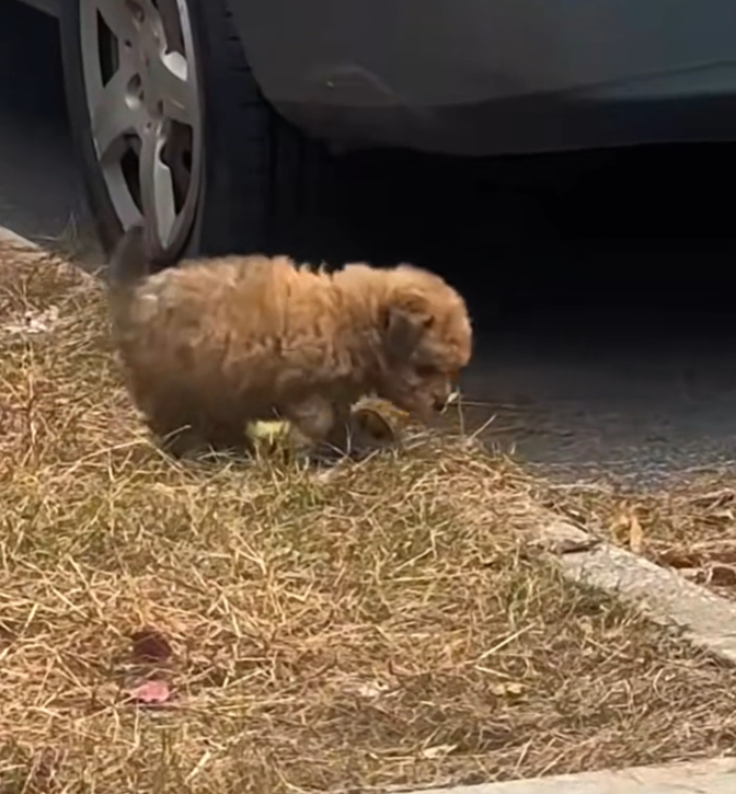 T1601037 It trembled not from weakness, but from terror.