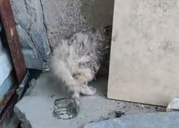 T1601038 No one taught it how to ask for help.