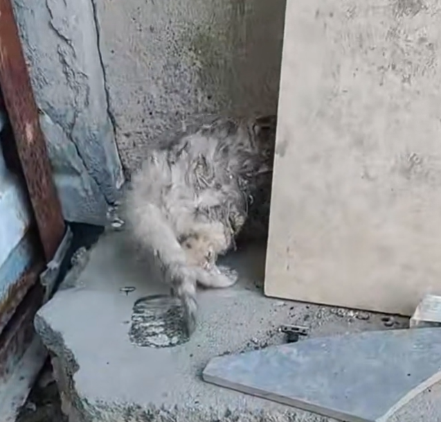 T1601038 No one taught it how to ask for help.