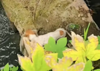 T1601040 It didn’t need much… just safety.