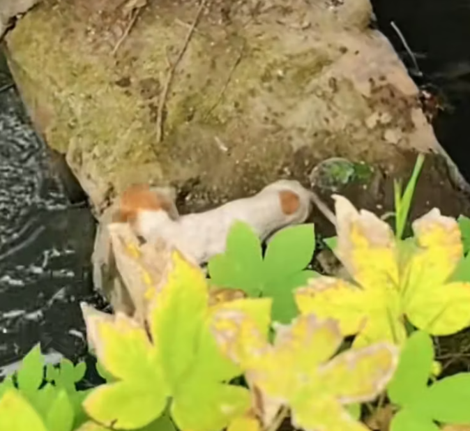 T1601040 It didn’t need much… just safety.