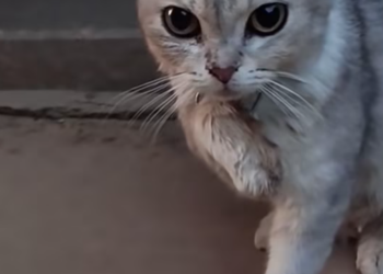 T0201021 Trapped where fear was the only sound.