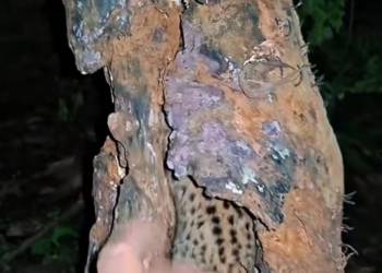 T1601041 Some eyes make it impossible to look away.