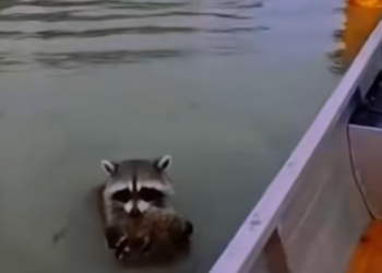 T1601042 It didn’t run, because it had no strength left.