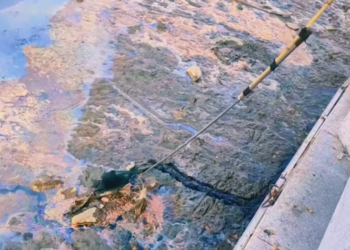 T1601043 In that moment, it trusted humanity with everything.