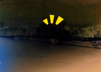 T1601044 Fear made it curl up, but hope still lived.